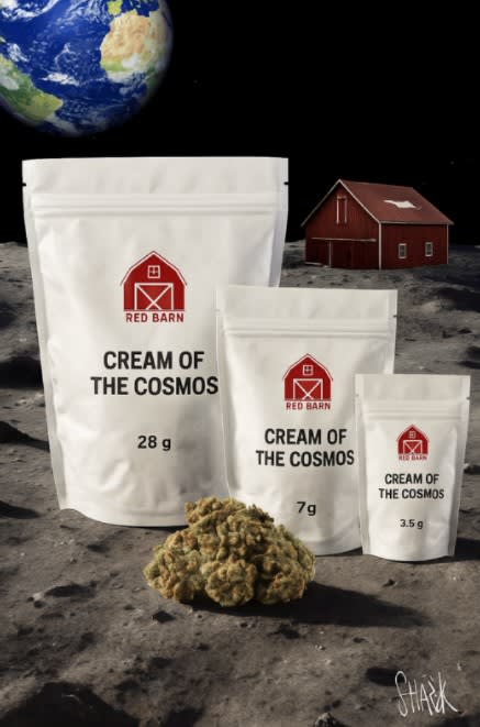 Cream Of The Cosmos - Red Barn (North 40)